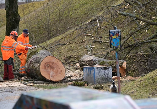 In Ihrem Auftrag fällen wir Bäume und Pflegen Hecken